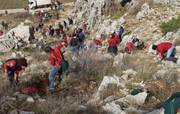 Gardiennes des bois – Journée de Reboisement, Branche Pionnière